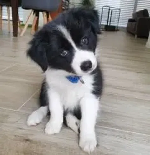 Border collie Filhotinhos lindos prontos para um novo lar