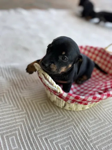 Dachshund Mini (Teckel/Linguicinha/Cofap) 