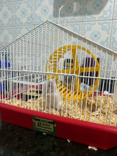 Hamster anão russo com gaiola e tudo