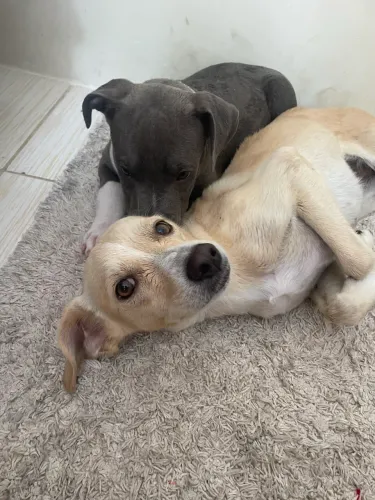 Cadela para doação