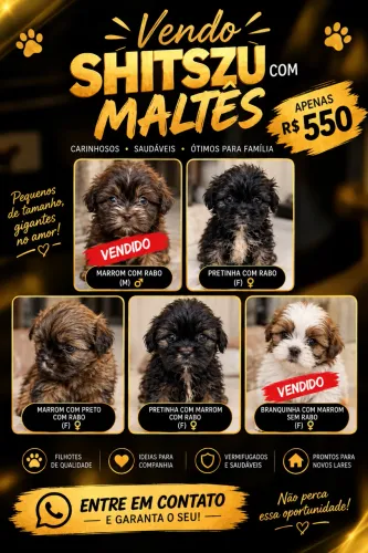 Shitszu com maltês 