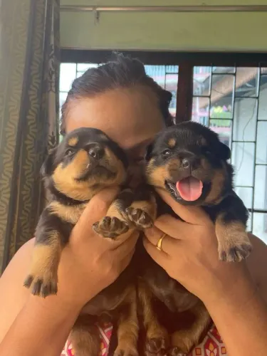 Filhote Rottweiler Fêmea