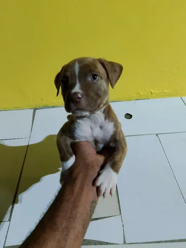 Vendo uma filhote de Pit Bull com Américan Bully