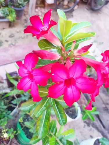 Rosa do deserto