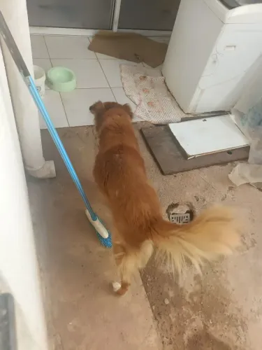 Doa_Se um Cachorro 