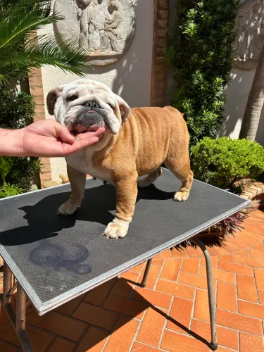 Bulldog Inglês 