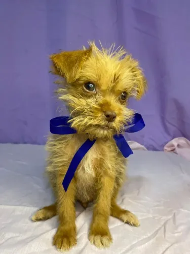 Cachorro shih tzu com pinscher n°1