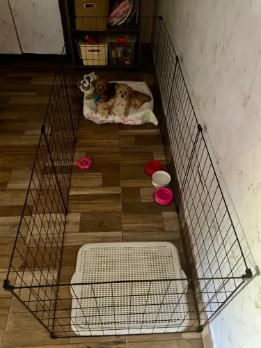 Cercadinho pet