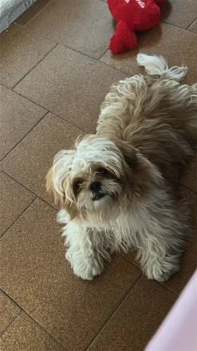 Cachorro