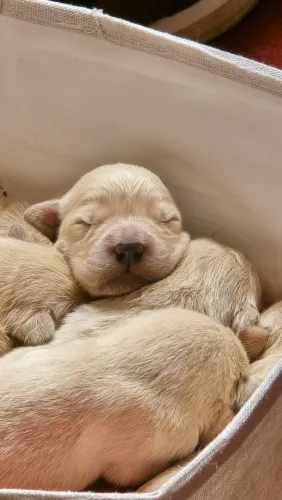 Filhotes goldens