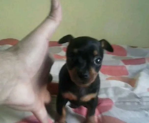 Pinscher 00
