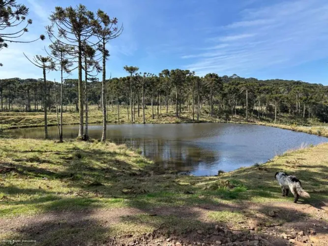 Chácara com 10 hectares à venda em São Joaquim | DMoraes
