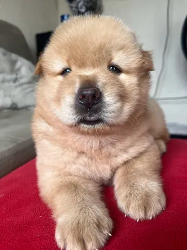 Chow Chow