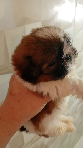 Mini shih tzu machinho 