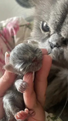 Filhote de gato persa fêmea blue 