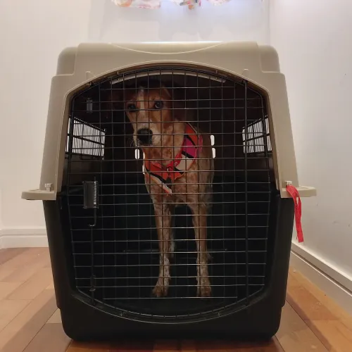 Caixa de Transporte para Cães Vari Kennel - tamanho extra grande | original