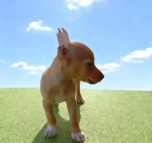 Filhote Pinscher Zero Bem Cuidado