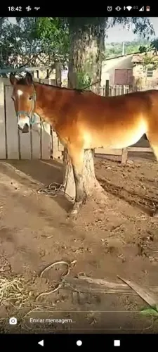 DOA-SE CAVALO