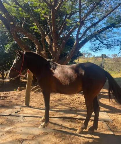 Vendo Cavalo Mangalarga Machador