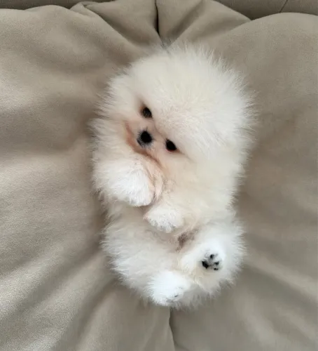 Micro fêmea pomerania