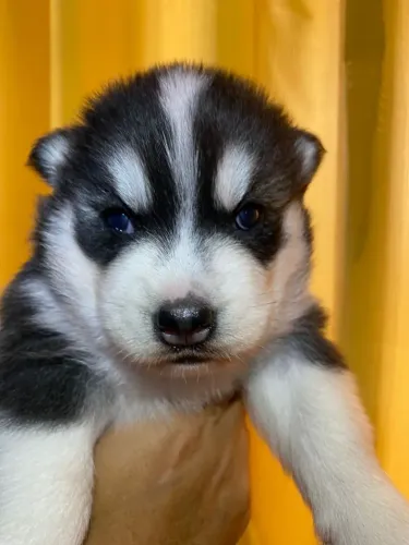 Filhote Husky Siberiano, Seu coração está pronto para esse amor incondicional?