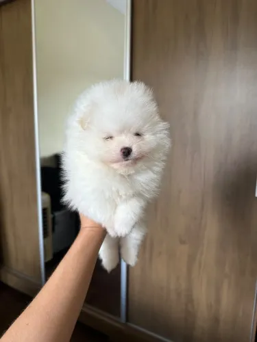 Lulu da pomerania anã fêmea branca estilo ursinho linhagem importada