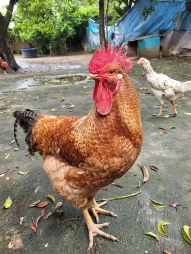 Galo Caipira 7 meses