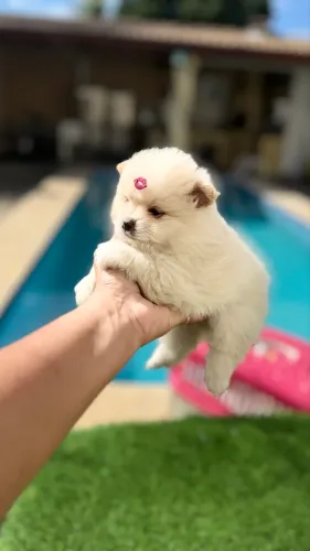 Lulu da pomerânia anão 