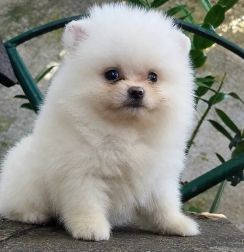 Macho de Spitz Branco Disponível