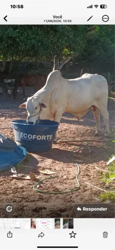 Vendo touro reprodutor