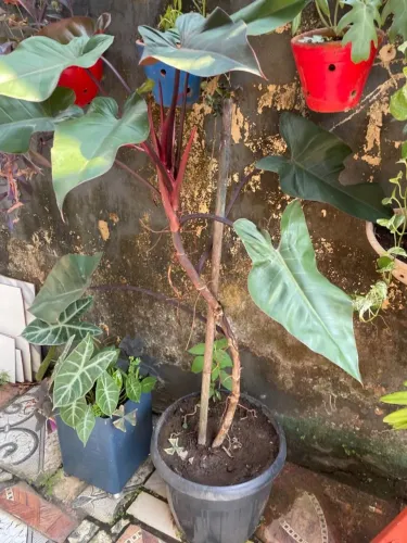 Planta Filodendro Rubro