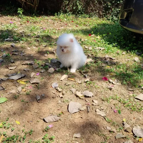 SPITZ ALEMÃO ANÃO PODENDO CHEGAR A PEQUENO