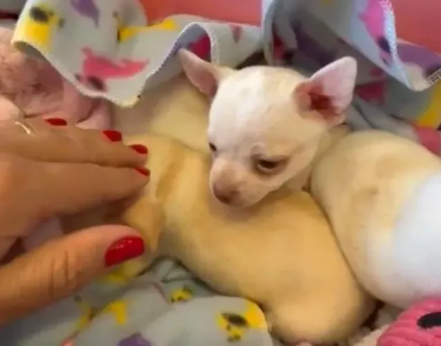 Chihuahua esperto e amoroso