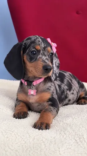 Lindos Dachshund - Dog Family.me