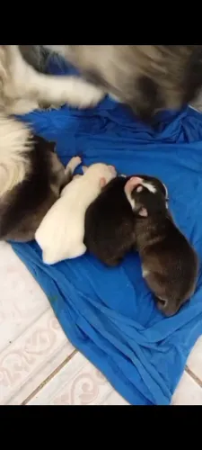 Husky siberiano (venda responsável)
