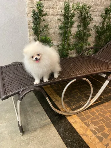 Macho Spitz Alemão (Lulu da Pomerania)