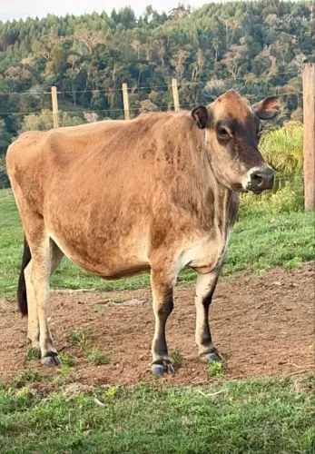 Vaca Jersey P.O - prenhe de Touro Jersey P.O sexada de femêa