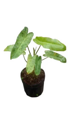 Filodendro paraíso verde