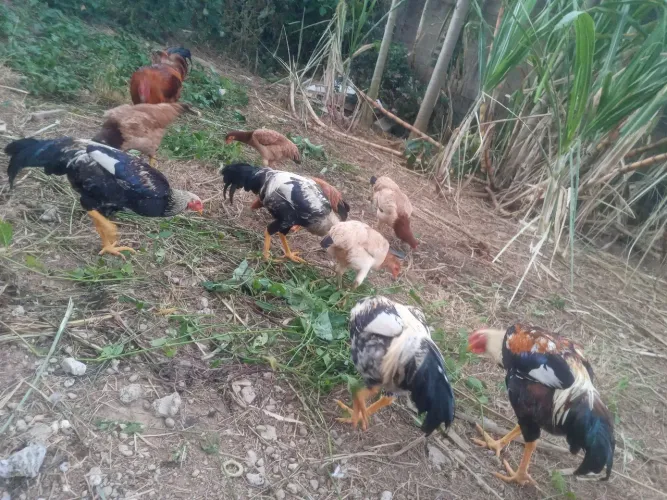 Frango 