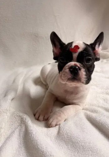 Lindo bebê macho de Bulldog
