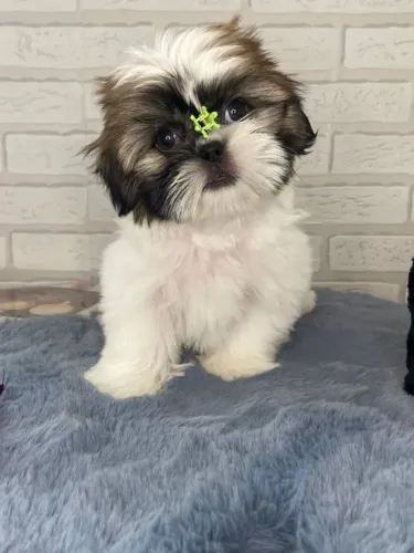 Leve mais amor p sua casa com lindas Shih Tzu!!! 