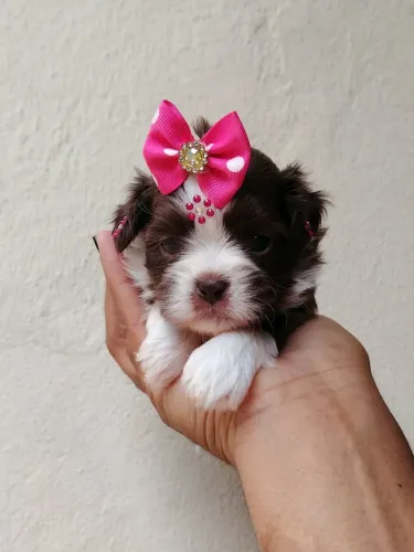 Shih tzu micro Branca e chocolate linda perfeita