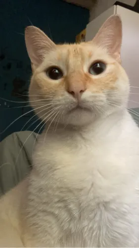 Gatos resgatados para doação