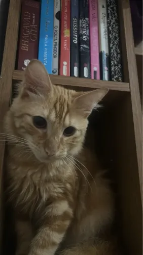 Doação gato