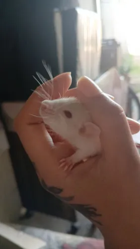 Filhote de rato twister