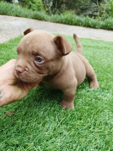 American bully macho e fêmea disponível 