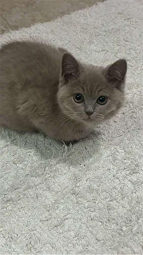 Gatinha Lilac - British Shorthair