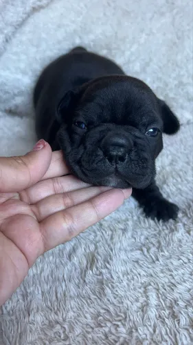 Buldogue francês filhote