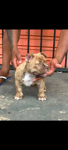 América Bull filhote micro fêmea!