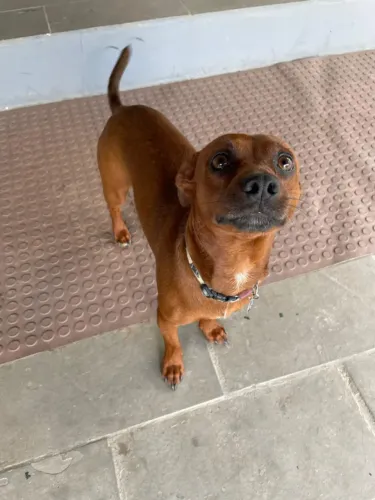 Cachorro para Adoção - SP Capital - Zona Norte
